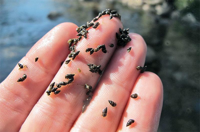 Potamopyrgus antipodarum New Zeland Mud Snail http://fishbio.