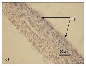 Figura 2 - Fotomicrografia de cortes histológicos de robalo-peva, Centropomus parallelus, com 150 DAF a) Aspecto da cavidade peritoneal mostrando o par de gônadas (G), o rim