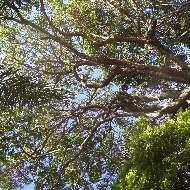 GUATAMBU AMARELO Aspidosperma recemosum   Folhas A árvore