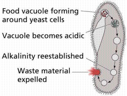 Desenho de um protozoário