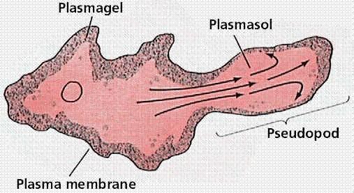 Pseudópodes: expansões citoplasmáticas transitórias