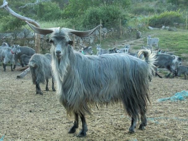 Ecótipos: Transmontano Ribatejano Jarmelista Da Serra Entidade gestora ANCRAS,