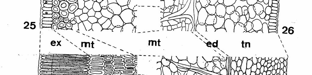 A mesotesta pode ser dividida em externa, esclerificada, constituída por células pouco alongadas e, interna, parenquimática.