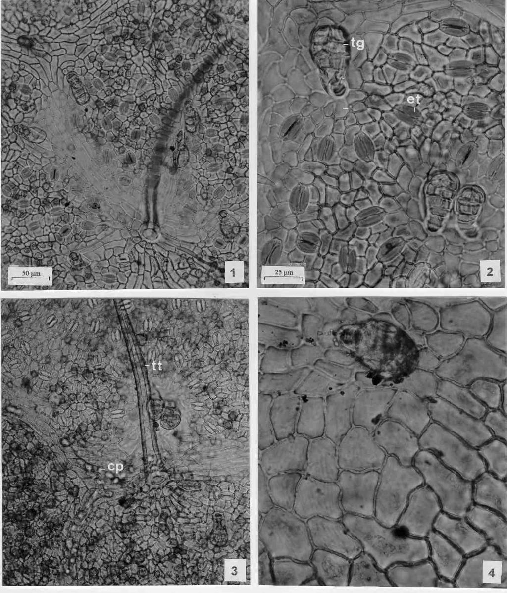 552 Albiero et al. Figuras 1-4. Sapindus saponaria - Seção paradérmica da folha. 1-3: Face abaxial da epiderme; 4: Face adaxial da epiderme.