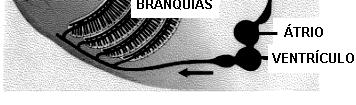 ósseos são ectotérmicos. b) O coração desses animais é bicavitário com válvulas que direcionam o fluxo sangüíneo.