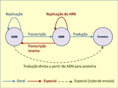 Multiplicação de