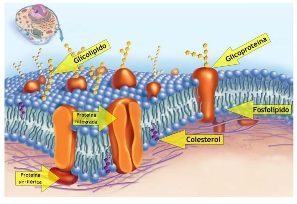 Membrana Plasmática Membrana celular ou plasmalema Fronteira do meio extracelular com o intracelular Responsável pela manutenção do meio intracelular e