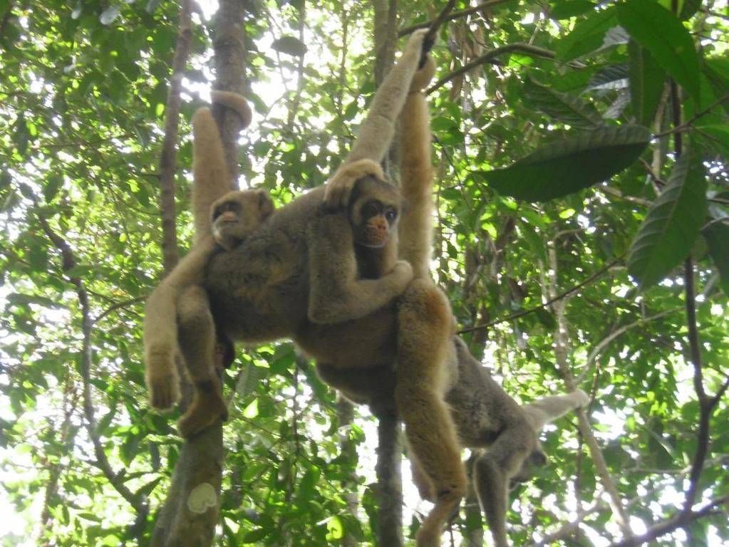 IMPORTÂNCIA GLOBAL MATA ATLÂNTICA Recordista em biodiversidade Prioritária para conservação, por instituições nacionais e internacionais