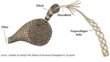 Fibras do Tecido Conjuntivo COLÁGENAS tipo I - fibras em feixes tendões, pele, ossos tipo II - fibrilas cartilagens tipo III - fibras - reticulares órgãos