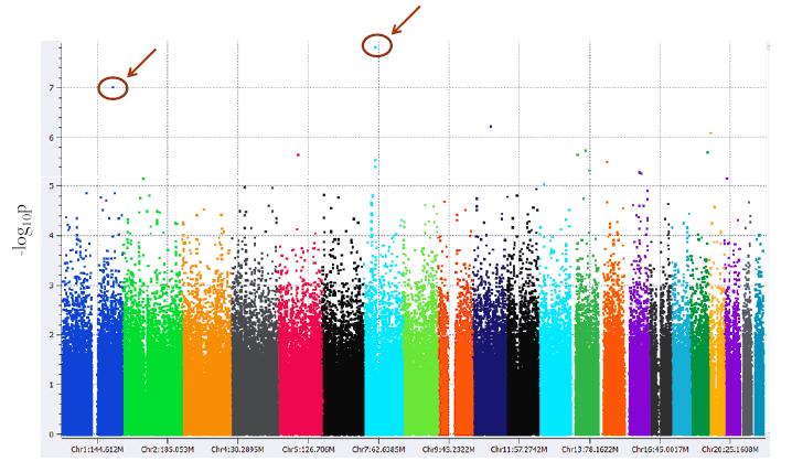 Mapeamento Genético Liu, Ajuste de modelos unilocos para estudar o efeito de milhares de SNPs Poucos