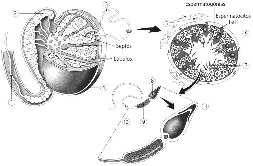 Explique por que razão, os testículos se localizam fora da cavidade abdominal, na bolsa escrotal. 3.