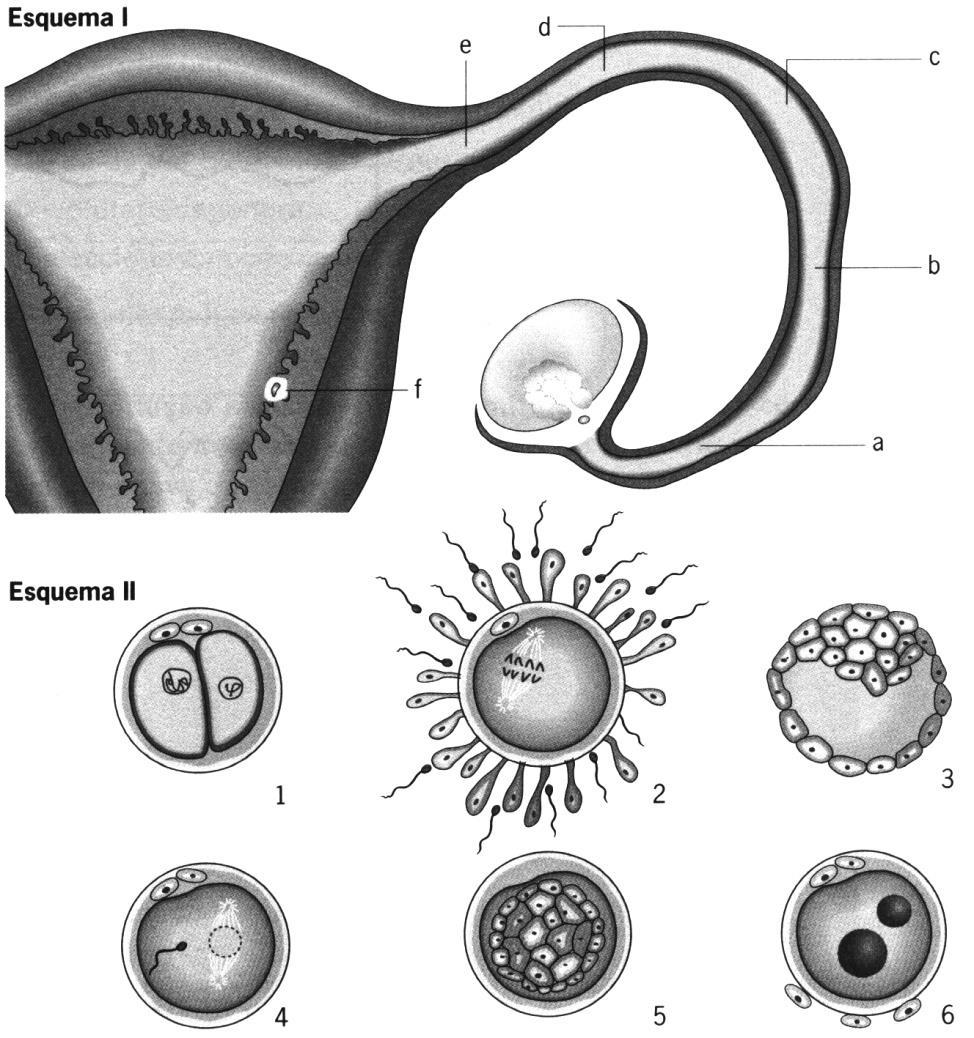 Ficha de revisões GRUPO II Na figura 2, o esquema I representa um corte parcial do sistema reprodutor feminino e o esquema II representa estruturas da primeira etapa da gestação colocadas de forma