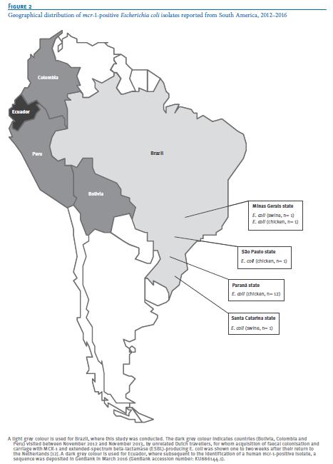 coli com gen mcr 1 n=1 porco Paraná São Paulo Minas Gerais