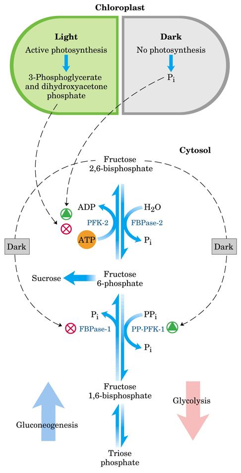 Regulação de síntese de frutose ao nível de frutose-2,6-bisfosfato Diidroxiacetona-f e gliceraldeído- 3-f (ciclo de Calvin) inibem fosfofruto quinase 2 e a gliconeogenese e a síntese de