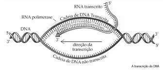 Caso III: CAA TGA CAA TCA. O códon CAA é o 96. A proteína tem 97 aminoácidos a) Qual é a mutação que ocorre? b) Como fica a proteína mutante?