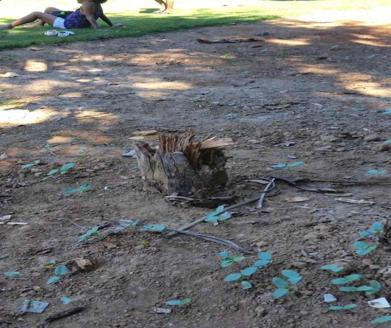 Toco remanescente de árvore deixado com várias farpas. Local de frequência de crianças.