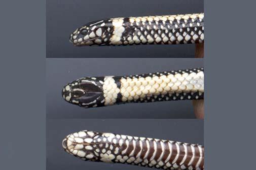 Biota Neotrop., vol. 8, no. 2, Abr./Jun. 2008 139 Snake assemblage of Itirapina Figure 25. Phalotris multipunctatus (preserved specimen). Figura 25. Phalotris multipunctatus (espécime fixado).