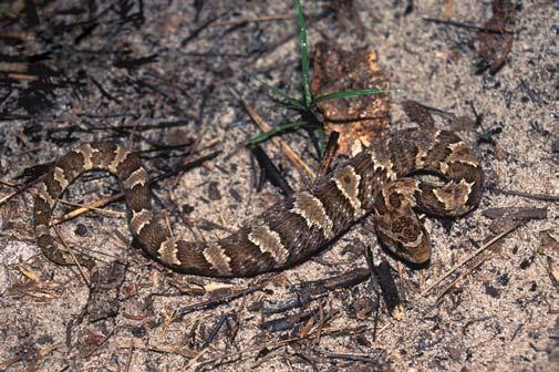 Biota Neotrop., vol. 8, no. 2, Abr./Jun. 2008 143 Snake assemblage of Itirapina Figure 38. Waglerophis merremii (photo: M. Martins). Figura 38. Waglerophis merremii (foto: M. Martins). Figure 40.