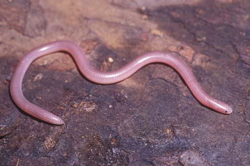 Biota Neotrop., vol. 8, no. 2, Abr./Jun. 2008 133 Snake assemblage of Itirapina Figure 5. Leptotyphlops koppesi juvenile; photo: O. A. V. Marques. Figura 5. Leptotyphlops koppesi jovem; foto: O. A. V. Marques. Figure 7.