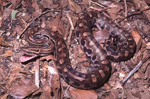 comm.). When disturbed, can gape its mouth (N = 1; Figure 7), bite, coil the tail, and hide the head (N = 1). COLUBRIDAE Figure 6. Boa constrictor.