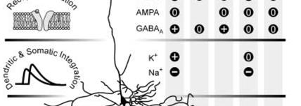 Control traces are indicated as broken lines Mecanismo de Ação os Anestésicos Gerais Fig.