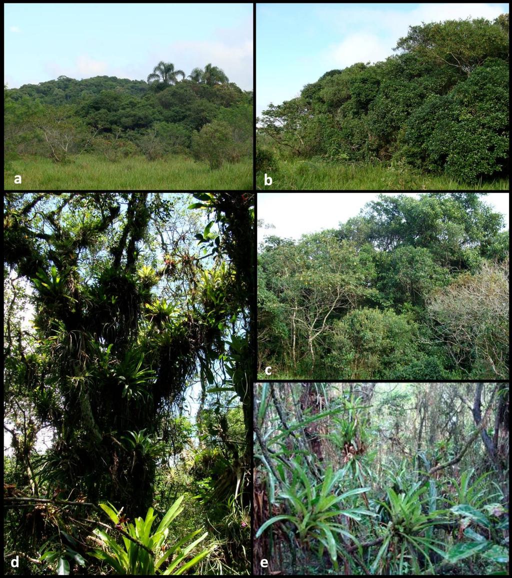 Figura 3.6-6: Vegetação de Várzeas Brejosas, área em condição de clímax edáfico (primária).