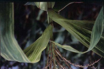 Sintomas de enfezamento pálido em planta de milho com altura aparentemente normal. Lavoura de milho com alta incidência (100%) de enfezamentos, sendo predominante o enfezamento pálido.