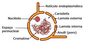 Núcleo Composto por: Envelope nuclear (ou carioteca) Nucleoplasma