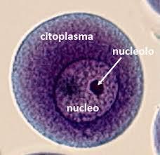Núcleo Nucléolo: Corpúsculo constituído por RNAr