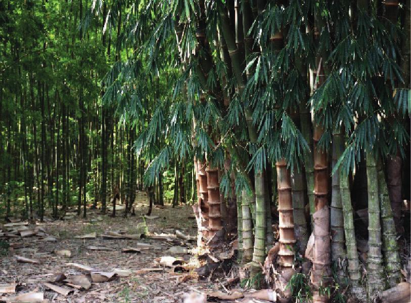 O bambu laminado utilizado no desenvolvimento desse trabalho de conclusão de curso foi fabricado no Laboratório de Experimentação em Madeira e Bambu da Unesp, visto que não existe uma empresa