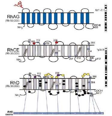 1.6 A proteína RhD A proteína RhD consiste de 417 aminoácidos e é formada por doze hélices transmembranas, que entram e saem da membrana eritrocitária seis vezes, formando seis alças extracelulares,