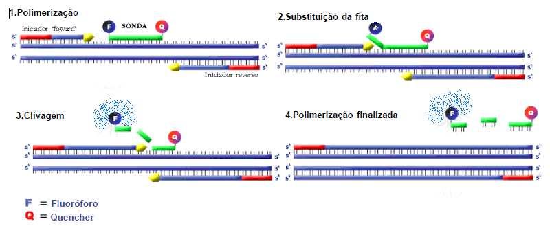 2002) (figura 8). Durante cada ciclo de PCR, essa fluorescência vai aumentando devido ao acúmulo exponencial de fluoróforos. Figura 8 PCR em tempo real usando sonda TaqMan.