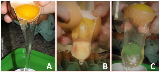50 APÊNDICE B - Albúmen dos ovos ao 15 dia em diferentes