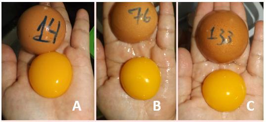 51 APÊNDICE C - Gema dos ovos ao 15 dia em diferentes