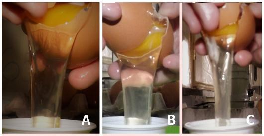 52 APÊNDICE D Albúmen dos ovos ao 25 dia em diferentes