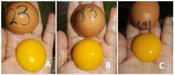 53 APÊNDICE E - Gema dos ovos ao 25 dia em diferentes