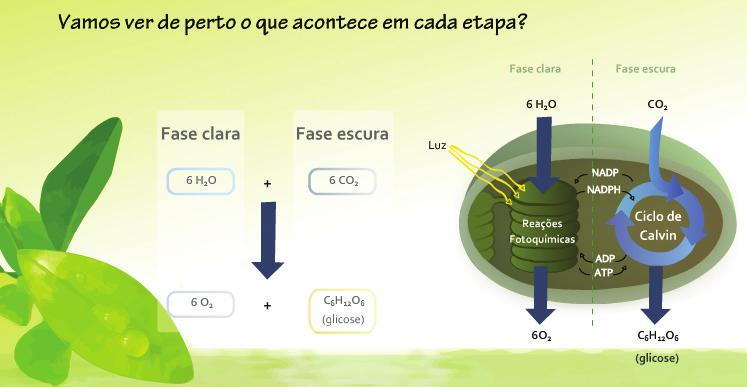 Conteúdos Digitais Multimídia Guia Didático do Professor mais detalhes! Leia o artigo Fotossíntese: um Tema para o Ensino de Ciências?, de KAWASAKI, Clarice Sumi e BIZZO, Nelio Marco Vincenzo.