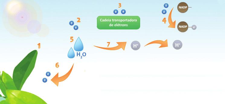 Além disso, a fotólise fornece o hidrogênio necessário para redução do NADP em NADPH e para o mecanismo de síntese