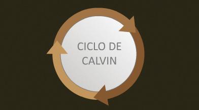 migram as de ATP e NADPH. É neste momento que ocorre o Ciclo de Calvin.