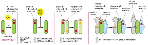 A ativação da clorofila O elétron excitado da clorofila pode dissipar sua energia de excitação de diversas maneiras. A clorofila excitada pode decair ao seu estado basal: 1.