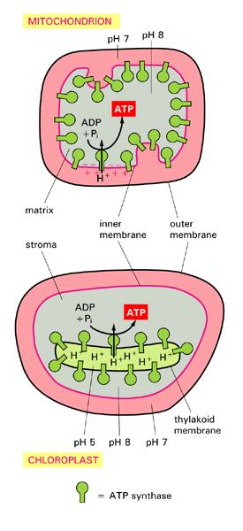 Na mitocôndria, o doador inicial é um elétron de uma coenzima reduzida (NADH ou FADH2) e o aceptor final é o O 2.