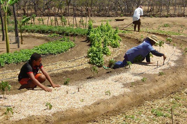 PAIS - Produção Agroecológica Integrada e Sustentável Agroecológica dispensa uso de ações que causam danos ao meio ambiente Integrada alia criação de animais com produção vegetal,