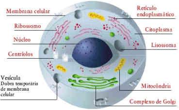Célula bacteriana Célula Animal Célula Vegetal Os