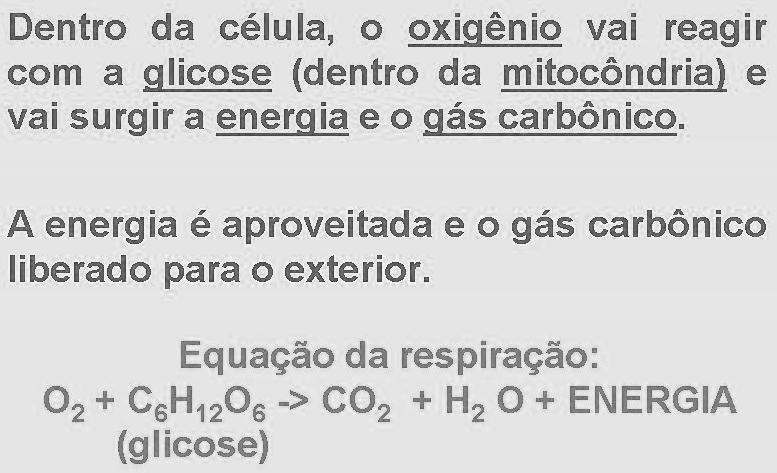 Respiração celular REFERÊNCIAS LOPES, Sônia Godoy Bueno carvalho. Bio: volume único.