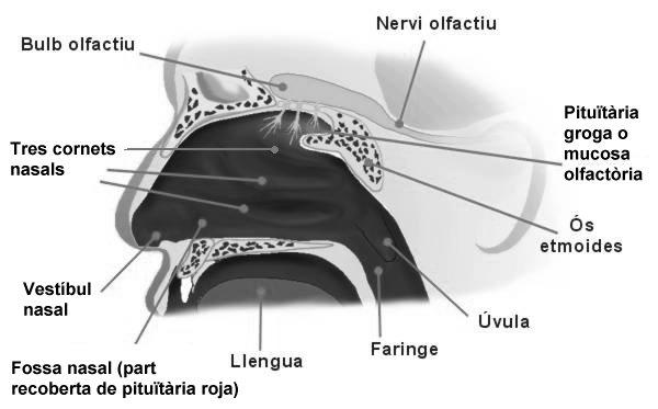 Quimiorreceptores RECEPTORES SENSORIAS - Nociceptores são terminações nervosas especializadas que