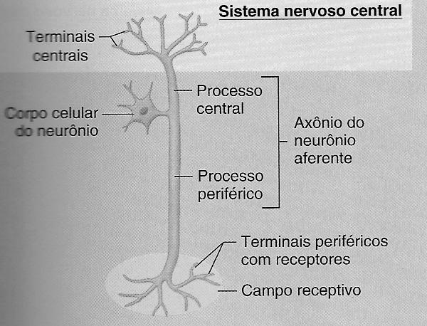 Codificação Sensorial Primária A porção do corpo que, quando estimulada, determina a atividade em um determinado neurônio aferente é chamada de campo receptivo para este neurônio.
