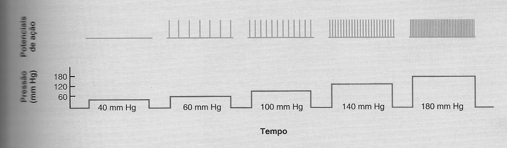 Intensidade do estímulo Um estímulo forte é diferenciado de um fraco através da freqüência de potenciais de ação em um único receptor.