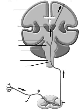 Vias Ascendentes Específicas As vias ascendentes específicas passam para o tronco encefálico e tálamo e os neurônios finais dessas vias saem daí para áreas sensoriais específicas do córtex cerebral.