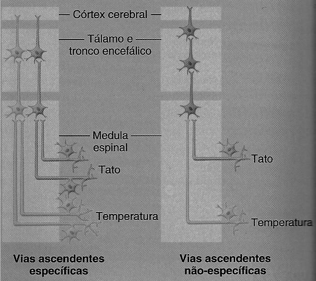 Vias Ascendentes NÃO Específicas Os neurônios de tais vias são chamados de neurônios polimodais.