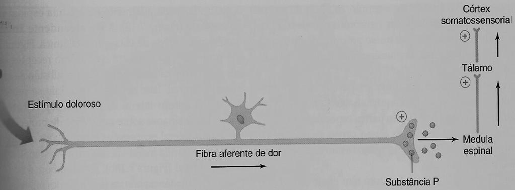 DOR Vias celulares de transmissão da dor e sua modulação. O estímulo doloroso libera substância P(Substância de um grupo de substâncias designado por neuropeptídios.